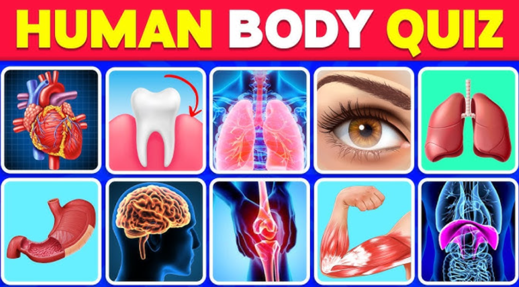 Organ System MCQ Quiz हिन्दी में Objective Questions PDF डाउनलोड