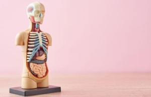 शरीर रचना विज्ञान पर आधारित महत्वपूर्ण GK क्विज़